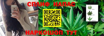 не бодяженный Гай