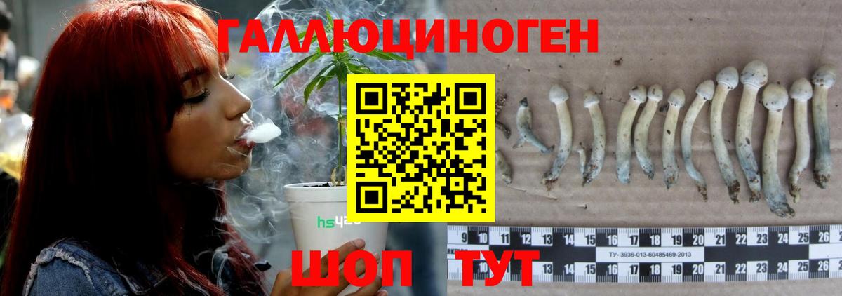 Псилоцибиновые грибы GOLDEN TEACHER  Вход с VPN  где можно купить   Дагестанские Огни 